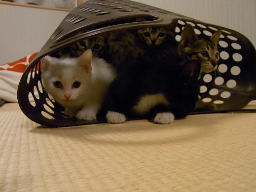 f:id:akiyochan15:20100621001414j:image f:id:akiyochan15:20100621001414j:image