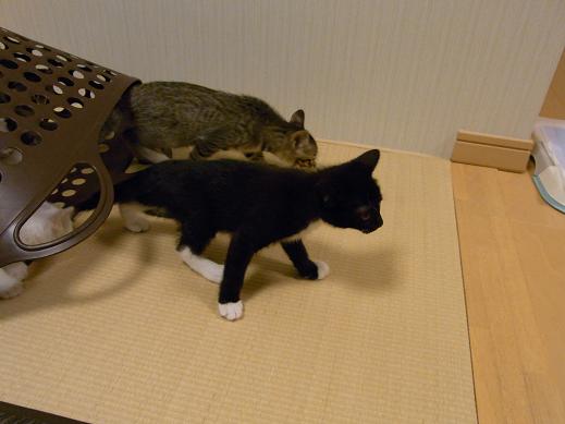 f:id:akiyochan15:20100621001434j:image f:id:akiyochan15:20100621001434j:image