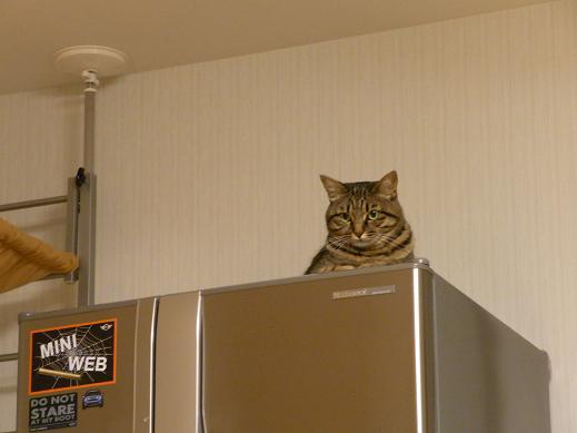 f:id:akiyochan15:20100621001906j:image f:id:akiyochan15:20100621001906j:image