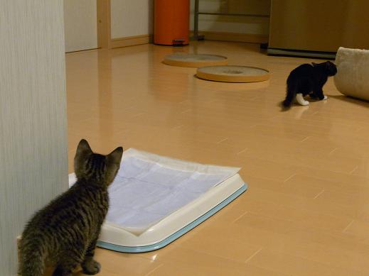 f:id:akiyochan15:20100621002144j:image f:id:akiyochan15:20100621002144j:image