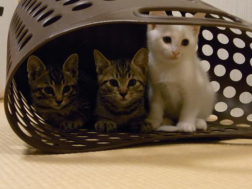 f:id:akiyochan15:20100621002602j:image f:id:akiyochan15:20100621002602j:image