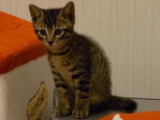 f:id:akiyochan15:20100621003416j:image f:id:akiyochan15:20100621003416j:image