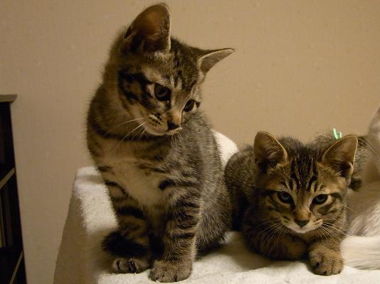 f:id:akiyochan15:20100624012330j:image