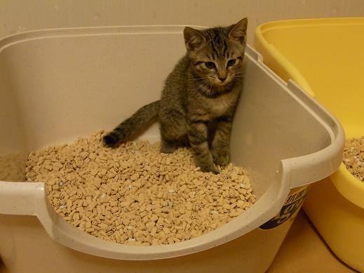 f:id:akiyochan15:20100625020944j:image