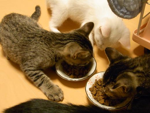 f:id:akiyochan15:20100626004840j:image