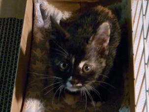 f:id:akiyochan15:20100627191539j:image