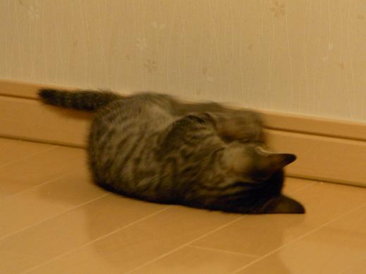 f:id:akiyochan15:20100628013458j:image