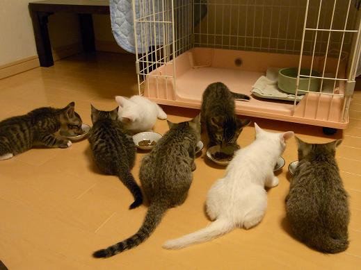 f:id:akiyochan15:20100703214234j:image f:id:akiyochan15:20100703214234j:image