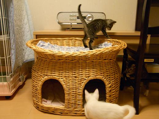 f:id:akiyochan15:20100703215329j:image f:id:akiyochan15:20100703215329j:image