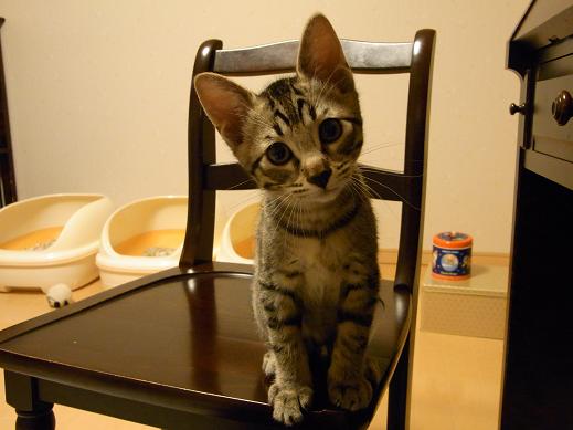 f:id:akiyochan15:20100704013455j:image f:id:akiyochan15:20100704013455j:image