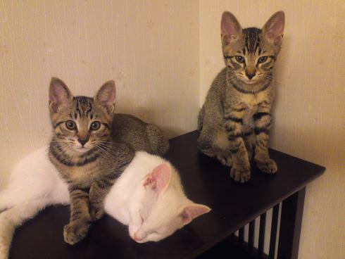 f:id:akiyochan15:20100705024424j:image