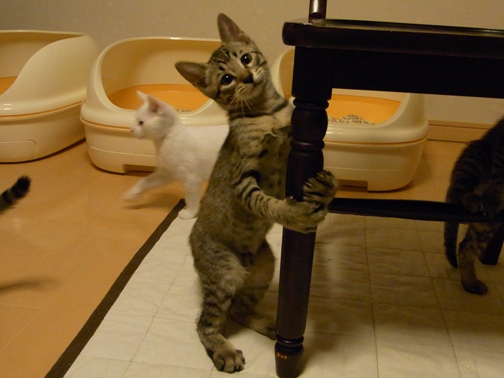 f:id:akiyochan15:20100711013436j:image