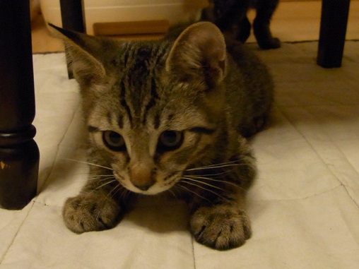 f:id:akiyochan15:20100711014340j:image