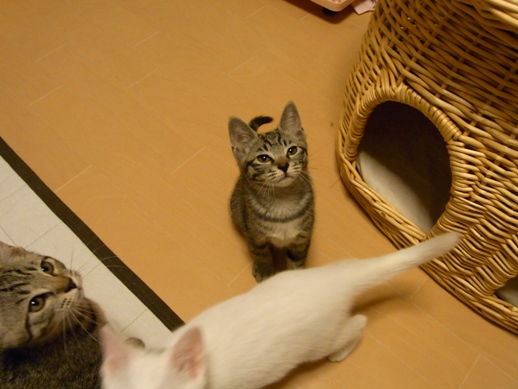 f:id:akiyochan15:20100711014546j:image