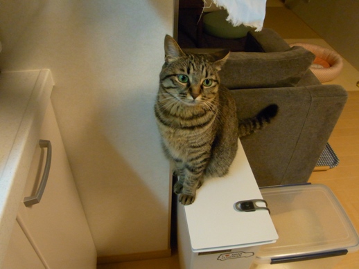 f:id:akiyochan15:20100711015255j:image