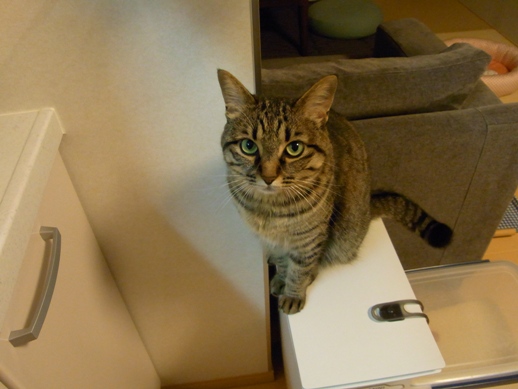 f:id:akiyochan15:20100711015315j:image