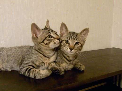 f:id:akiyochan15:20100712011535j:image:w360