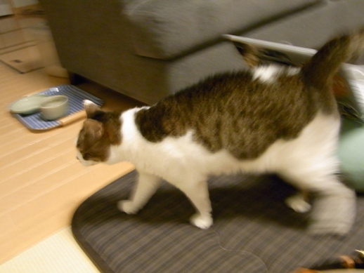 f:id:akiyochan15:20100712235519j:image