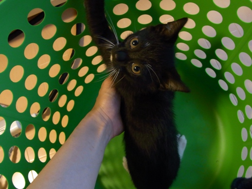 f:id:akiyochan15:20100714085718j:image