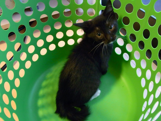 f:id:akiyochan15:20100714085815j:image