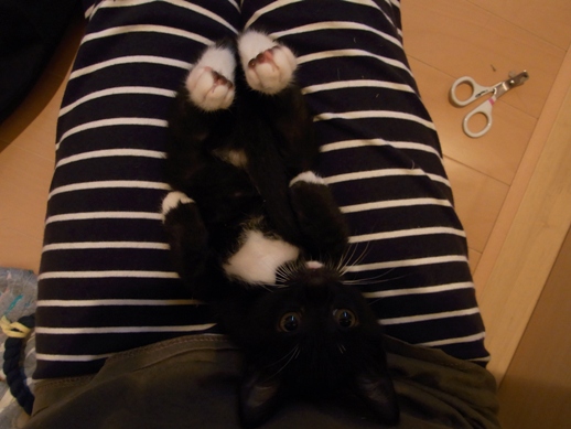 f:id:akiyochan15:20100714090422j:image