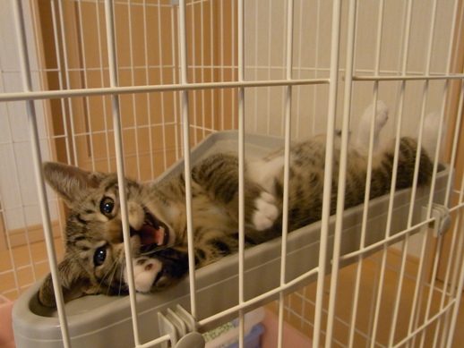 f:id:akiyochan15:20100716073647j:image f:id:akiyochan15:20100716073647j:image