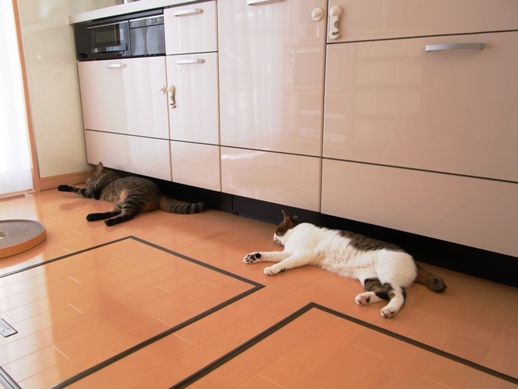 f:id:akiyochan15:20100717141312j:image f:id:akiyochan15:20100717141312j:image