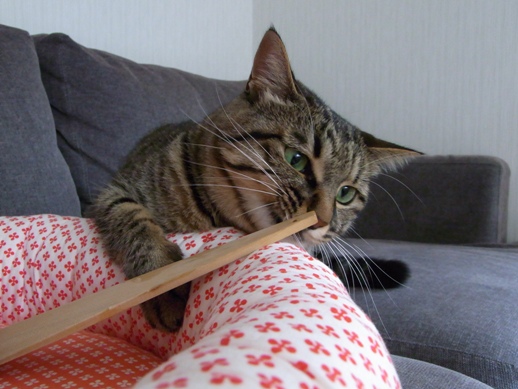 f:id:akiyochan15:20100724144036j:image