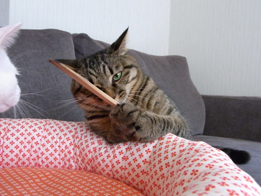 f:id:akiyochan15:20100724144100j:image