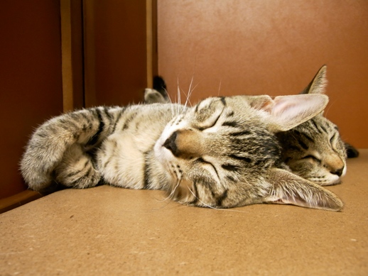 f:id:akiyochan15:20100726212515j:image f:id:akiyochan15:20100726212515j:image