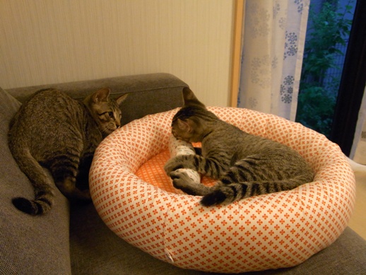 f:id:akiyochan15:20100729185703j:image f:id:akiyochan15:20100729185703j:image