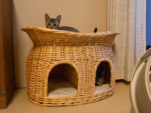 f:id:akiyochan15:20100729190050j:image f:id:akiyochan15:20100729190050j:image