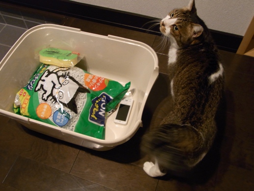 f:id:akiyochan15:20100804185204j:image f:id:akiyochan15:20100804185204j:image