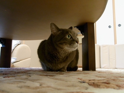 f:id:akiyochan15:20100804185746j:image f:id:akiyochan15:20100804185746j:image