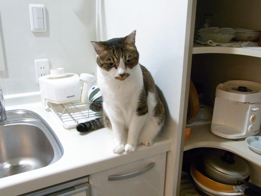 f:id:akiyochan15:20100804190310j:image f:id:akiyochan15:20100804190310j:image