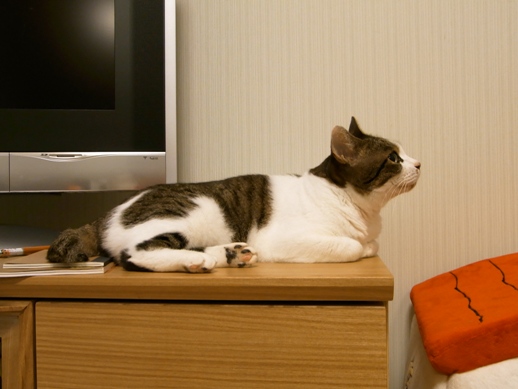 f:id:akiyochan15:20100805005603j:image f:id:akiyochan15:20100805005603j:image