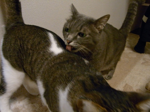 f:id:akiyochan15:20100805195611j:image f:id:akiyochan15:20100805195611j:image