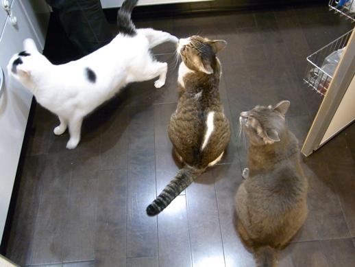 f:id:akiyochan15:20100805195722j:image