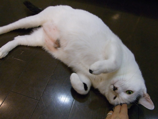 f:id:akiyochan15:20100806195352j:image