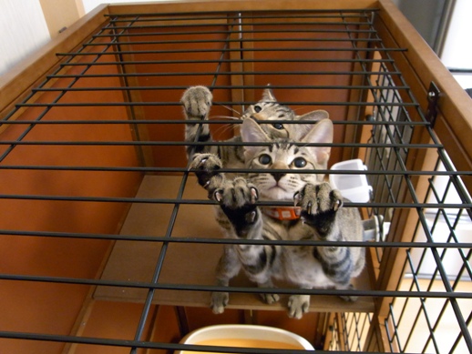 f:id:akiyochan15:20100807153502j:image