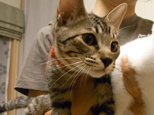 f:id:akiyochan15:20100819234927j:image