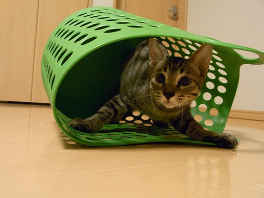 f:id:akiyochan15:20100823010655j:image