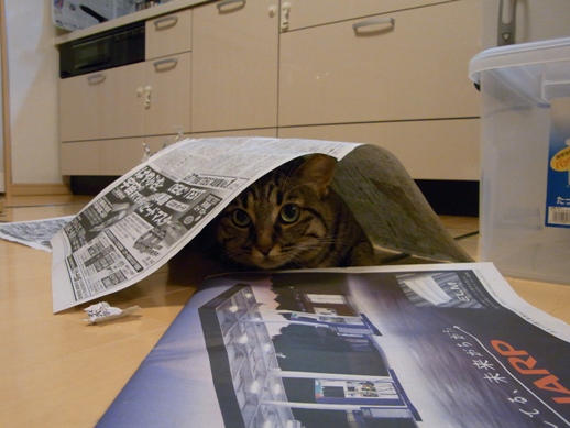 f:id:akiyochan15:20100823224017j:image