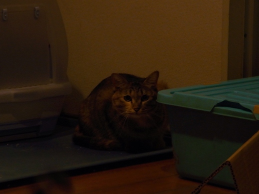 f:id:akiyochan15:20100825192358j:image