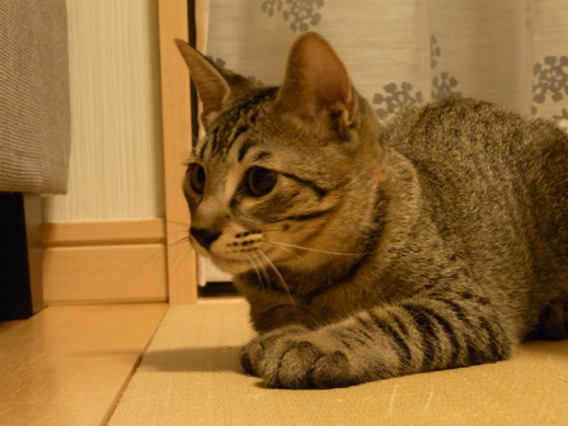 f:id:akiyochan15:20100826005428j:image f:id:akiyochan15:20100826005428j:image