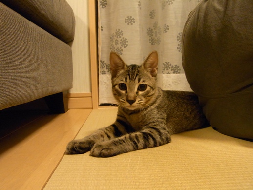 f:id:akiyochan15:20100826005448j:image f:id:akiyochan15:20100826005448j:image