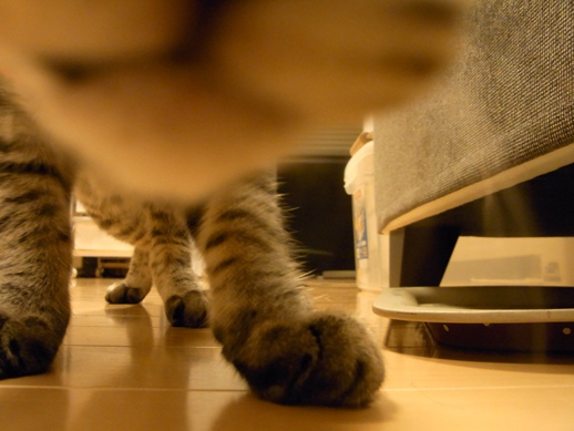 f:id:akiyochan15:20100826005545j:image f:id:akiyochan15:20100826005545j:image