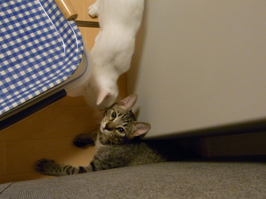 f:id:akiyochan15:20100826011428j:image f:id:akiyochan15:20100826011428j:image