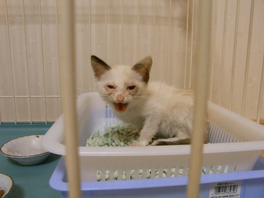 f:id:akiyochan15:20100915211701j:image:w360