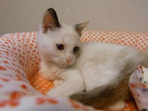 f:id:akiyochan15:20101007173902j:image:w360